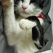 Yummy a rejoint le concours — aidez-le/la à gagner de superbes lots ! cat, black_and_white, pet, sleeping, paws, bed, blanket, cozy, feline, whiskers, cute, domestic_animal, relaxed, fur, pink_nose, collar, indoor, resting, soft, animal