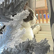 Thomas joined the competition — help win amazing prizes! animal, cat, christmas_tree, closeup, cozy, curious, daylight, decor, feline, fluffy, holiday, home, indoor, looking_out, nature_outside, paw, pet, portrait, white, window