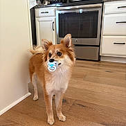 Foxy is registered to the contest to win money with this photo: animal, appliance, brown_fur, cabinet, curious, cute, dog, domestic_animal, fur, household, indoor, kitchen, mammal, pacifier, pet, small_dog, standing, stove, white_fur, wooden_floor