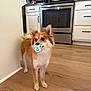 animal, appliance, brown_fur, cabinet, curious, cute, dog, domestic_animal, fur, household, indoor, kitchen, mammal, pacifier, pet, small_dog, standing, stove, white_fur, wooden_floor