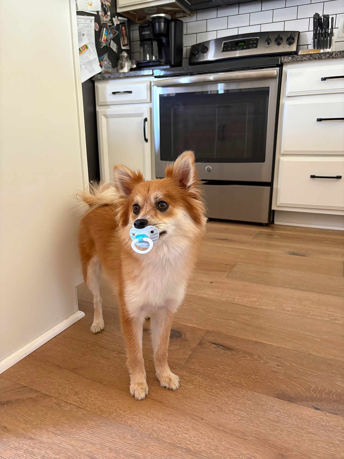 Foxy