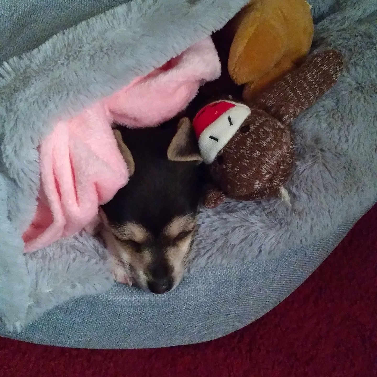 Soxy joined the competition — help win amazing prizes! animal, blanket, canine, chihuahua, couch, cushion, dog, furniture, homedecor, hound, husky, indoors, linen, person, pet, plush, puppy, sleeping, terrier, toy