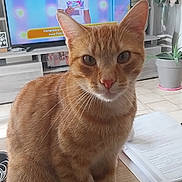 Saphir Et Ulysse a rejoint le concours — aidez-le/la à gagner de superbes lots ! cat, curious, documents, ears, eyes, feline, flowers, framed_pictures, ginger_cat, home_decor, indoor, living_room, man_on_tv, orange_fur, pet, plants, table, television, whiskers, wooden_surface