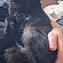 Oliver joined the competition — help win amazing prizes! black_cat, cat, sleeping, pet, animal, fur, whiskers, ears, paw, hand, human, cuddle, resting, indoor, comfort, relaxation, feline, close_up, cozy, domestic