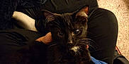 Oliver is registered to the contest to win money with this photo: animal, black_cat, carpet, casual, cat, clothing, comfort, cozy, dark_fur, feline, fur, hand, indoor, lap, person, pet, relaxation, resting, warm_lighting, whiskers