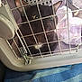 cat, black_cat, pet_carrier, metal_bars, cage, blue_towel, striped_towel, indoor, animal, pet, curious, wide_eyes, resting, white_cloth, close_up, feline, domestic_cat, looking_out, animal_cage, soft_light