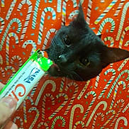 Oliver joined the competition — help win amazing prizes! black_cat, candy, cat, close_up, curious, finger, food, hand, head_peek, holiday_wrapping, indoor, licking, patterned_background, pet, playful, portrait, tongue, treat, whiskers, wrapping_paper