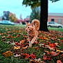 orange_cat, autumn_leaves, grass, tree_trunk, outdoor, nature, fall, cat_walking, blurred_background, park, daytime, animal, pet, leaf_litter, green_grass, fall_colors, mammal, cute_cat, walking, feline