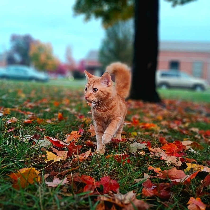 Lanky joined the competition — help win amazing prizes! animal, autumn_leaves, blurred_background, cat_walking, cute_cat, daytime, fall, fall_colors, feline, grass, green_grass, leaf_litter, mammal, nature, orange_cat, outdoor, park, pet, tree_trunk, walking
