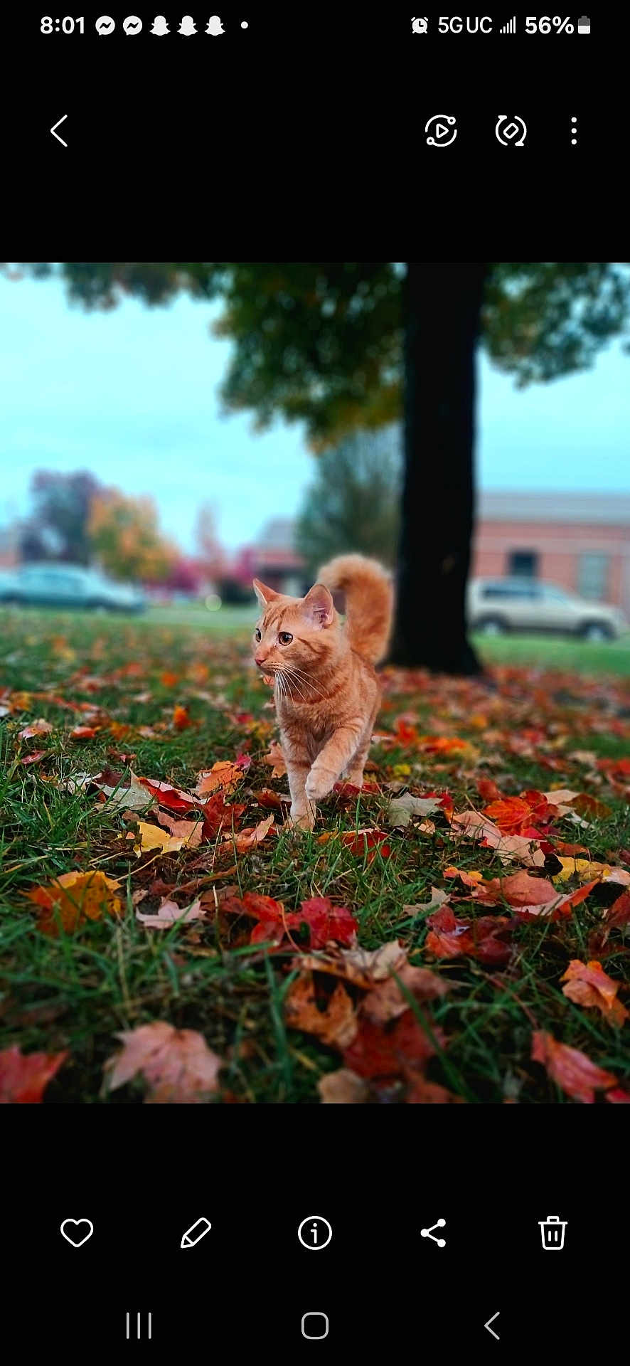 Lanky joined the competition — help win amazing prizes! orange_cat, autumn_leaves, grass, tree_trunk, outdoor, nature, fall, cat_walking, blurred_background, park, daytime, animal, pet, leaf_litter, green_grass, fall_colors, mammal, cute_cat, walking, feline