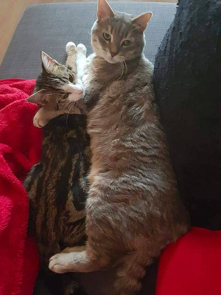 Tigrou a rejoint le concours — aidez-le/la à gagner de superbes lots ! carnivore, cat, claw, comfort, domestic_short_haired_cat, fawn, felidae, fur, grey, lap, mammal, paw, sitting, small_to_medium_sized_cats, snout, tail, whiskers