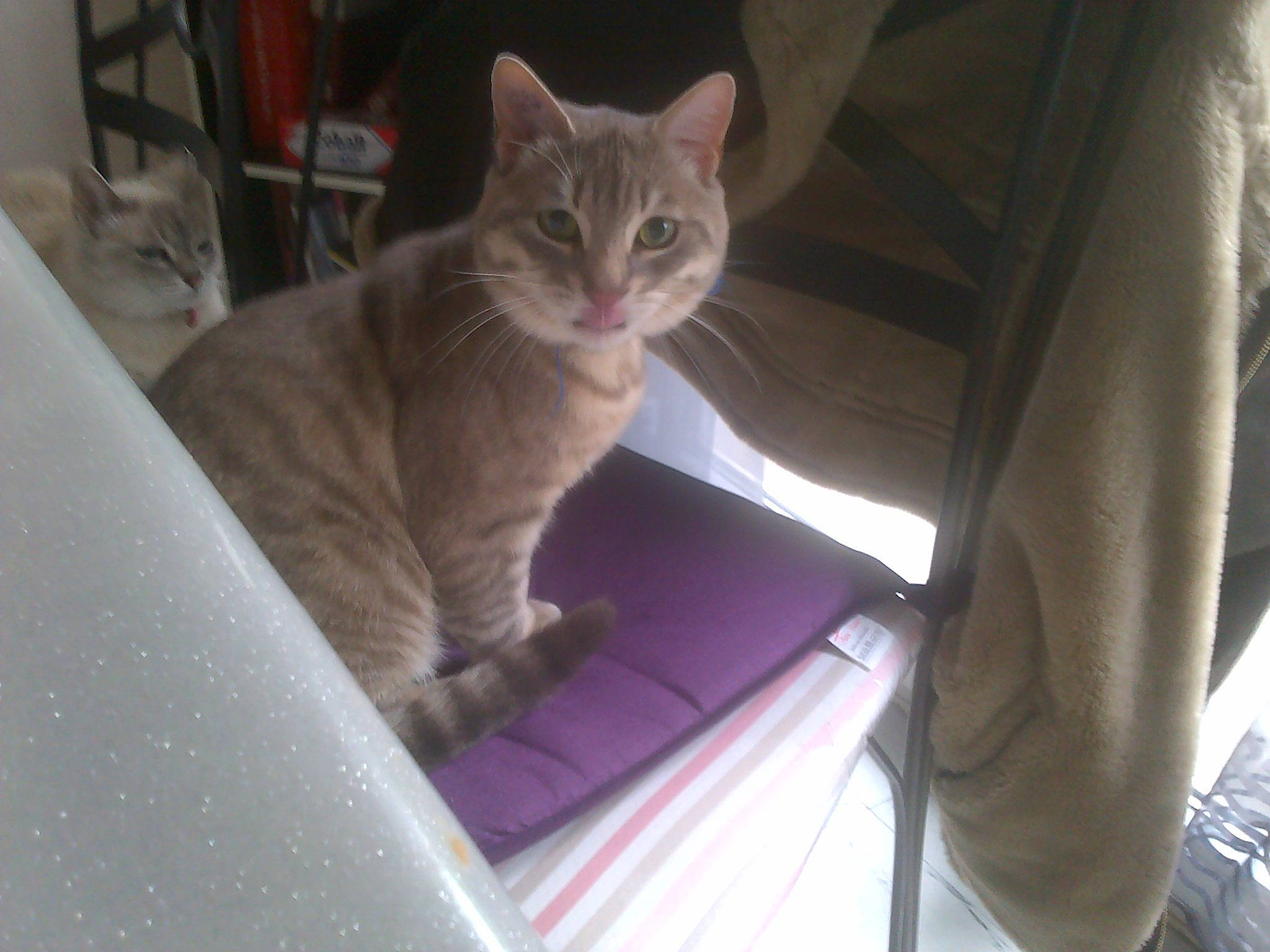 Tigrou a rejoint le concours — aidez-le/la à gagner de superbes lots ! carnivore, cat, comfort, domestic_short_haired_cat, fawn, felidae, fur, paw, sitting, small_to_medium_sized_cats, snout, tail, whiskers