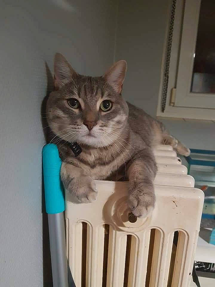Tigrou participe au concours pour gagner de l'argent avec cette photo : box, cardboard, carnivore, cat, cat_furniture, cat_supply, chair, domestic_short_haired_cat, drawer, fawn, felidae, fur, paw, pet_supply, sitting, small_to_medium_sized_cats, tail, whiskers, wood