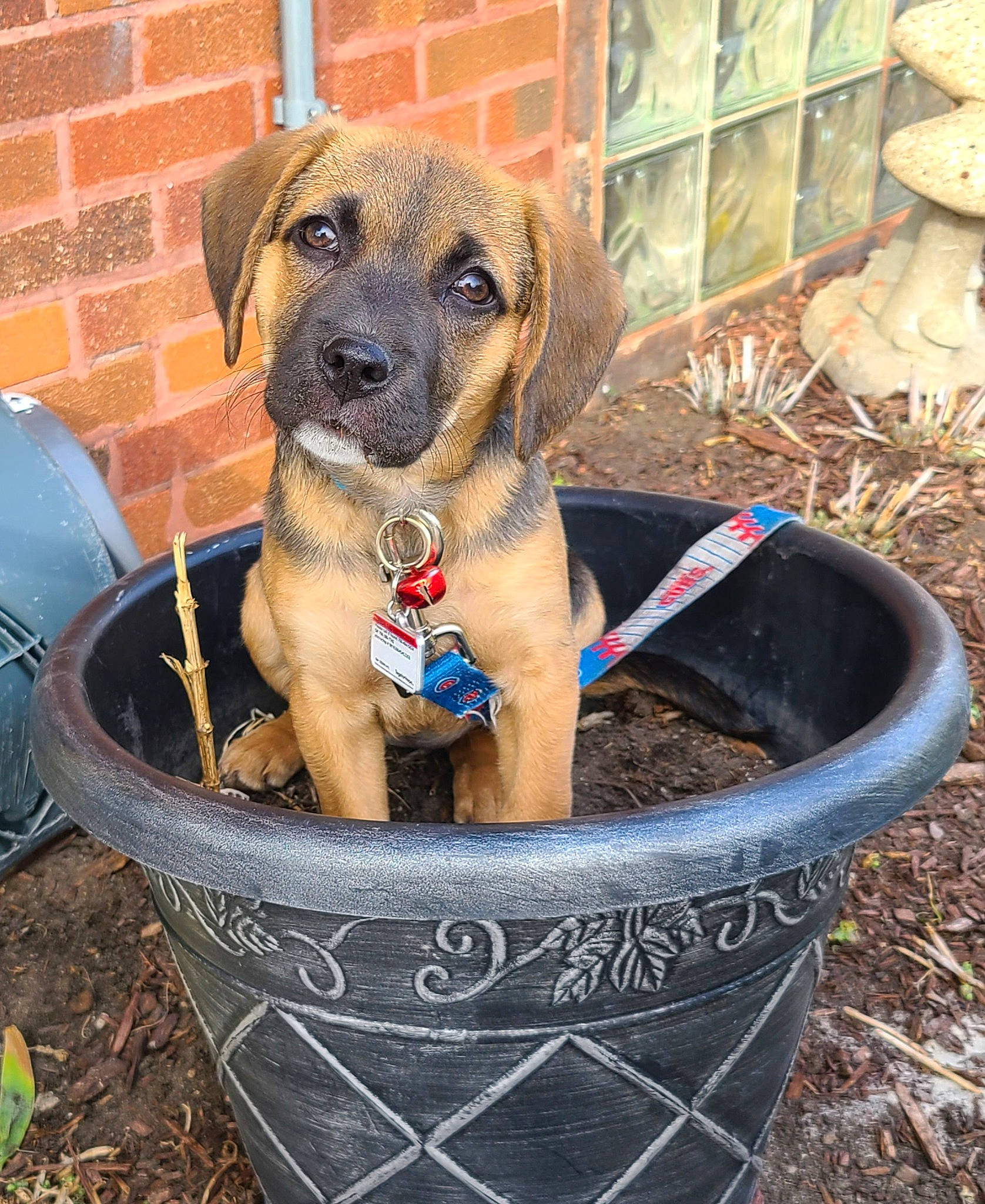 Scooby joined the competition — help win amazing prizes! ancient_dog_breeds, canidae, carnivore, collar, companion_dog, dog, dog_breed, dog_collar, dog_supply, guard_dog, mammal, pet_supply, sporting_group, terrestrial_animal, whiskers, working_animal, working_dog