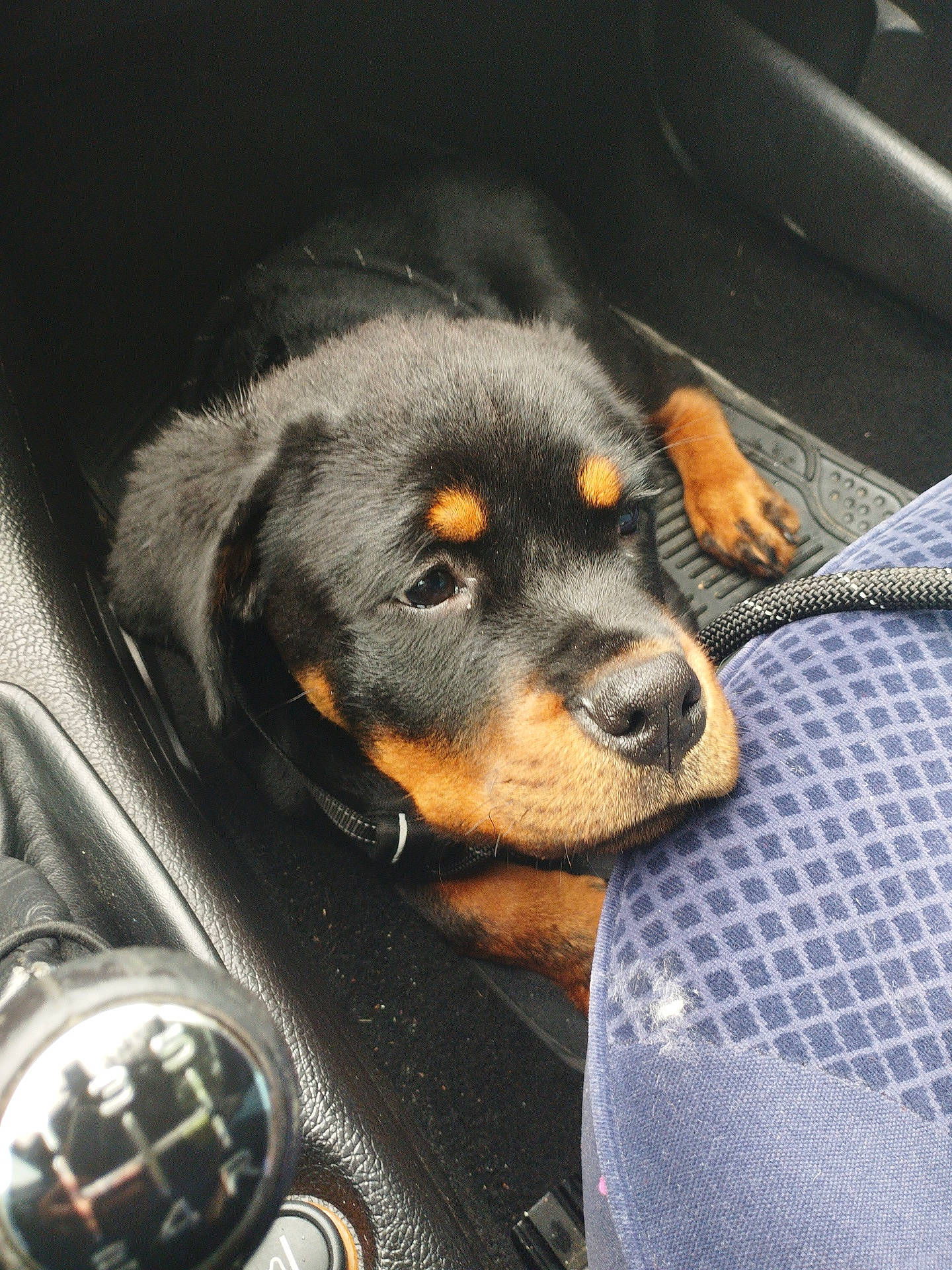 Volf participe au concours pour gagner de l'argent avec cette photo : automotive_lighting, canidae, carnivore, comfort, companion_dog, dog, dog_breed, guard_dog, metal, personal_luxury_car, recipe, rottweiler, sporting_group, steering_wheel, terrestrial_animal, working_dog