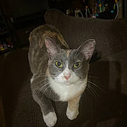 Cali joined the competition — help win amazing prizes! animal, brown, cat, couch, cozy, cute, domestic_cat, feline, front_paws, fur, home, indoor, looking, mammal, pet, relaxed, sitting, texture, whiskers, yellow_eyes