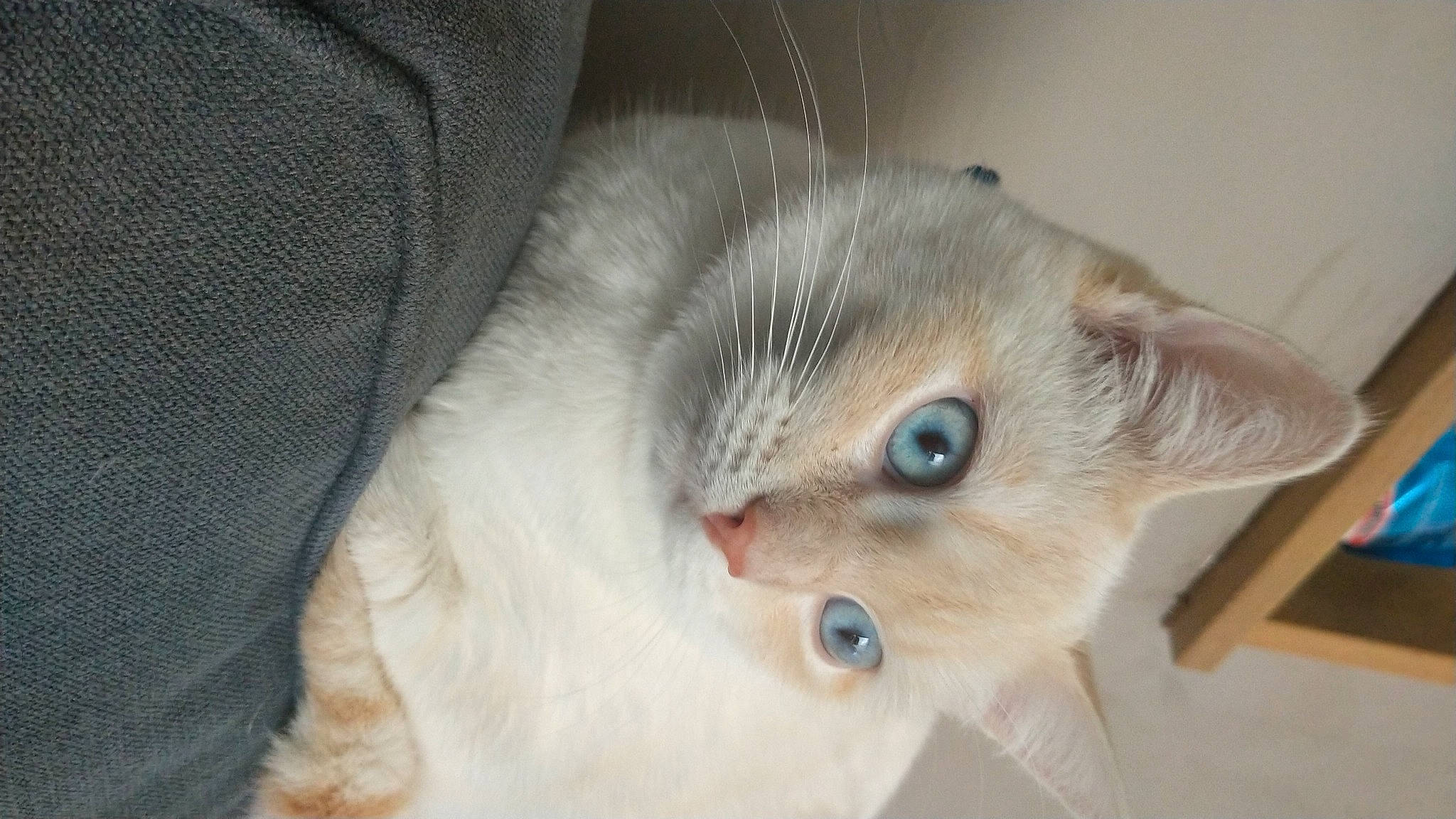 Snow a rejoint le concours — aidez-le/la à gagner de superbes lots ! balinese, carnivore, cat, comfort, domestic_short_haired_cat, fawn, felidae, fur, paw, small_to_medium_sized_cats, snout, tail, thai, tonkinese, whiskers