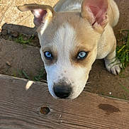 Bingo is registered to the contest to win money with this photo: puppy, dog, blue_eyes, close_up, outdoor, wooden_surface, curious, young_dog, face, ear, grass, dirt, animal, pet, canine, snout, whiskers, natural_light, portrait, looking_up