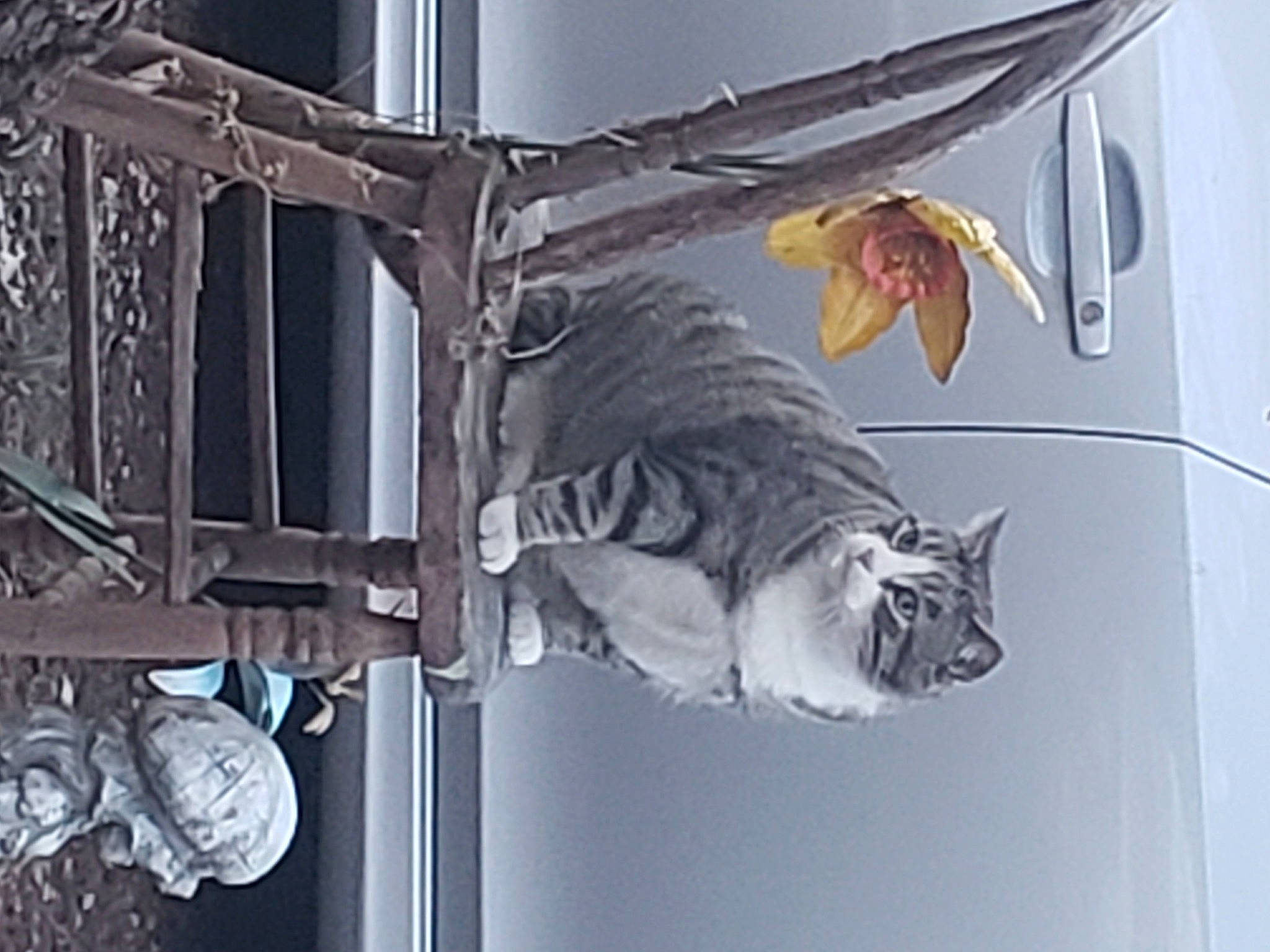 Mowmow joined the competition — help win amazing prizes! art, carnivore, cat, domestic_short_haired_cat, door, felidae, fictional_character, fur, metal, monochrome, monochrome_photography, mythical_creature, room, sculpture, small_to_medium_sized_cats, tail, visual_arts, whiskers, window, wood