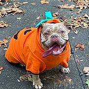 Pumpkin is registered to the contest to win money with this photo: dog, bulldog, orange_hoodie, pumpkin_costume, tongue_out, autumn, leaves, pavement, pet, costume, cute, outdoor, animal, smiling, fall, leaf_litter, walking_leash, happy, playful, seasonal