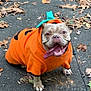 dog, bulldog, orange_hoodie, pumpkin_costume, tongue_out, autumn, leaves, pavement, pet, costume, cute, outdoor, animal, smiling, fall, leaf_litter, walking_leash, happy, playful, seasonal