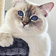 Mozart participe au concours pour gagner de l'argent avec cette photo : cat, blue_eyes, fluffy, pet, feline, whiskers, ears, paw, indoor, cat_tree, gray, white_fur, close_up, cute, animal, domestic, curious, relaxed, portrait, soft_lighting