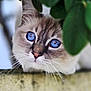 cat, blue_eyes, animal, pet, curious, close_up, whiskers, leaf, greenery, nature, outdoor, feline, cute, portrait, concrete, texture, soft_focus, fur, watchful, hidden