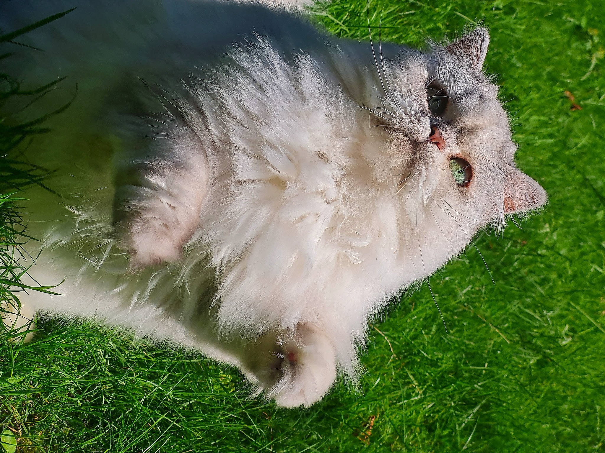 Maylot a rejoint le concours — aidez-le/la à gagner de superbes lots ! british_longhair, canidae, carnivore, cat, fawn, felidae, fur, grass, grassland, persian, plant, small_to_medium_sized_cats, snout, tail, terrestrial_animal, whiskers