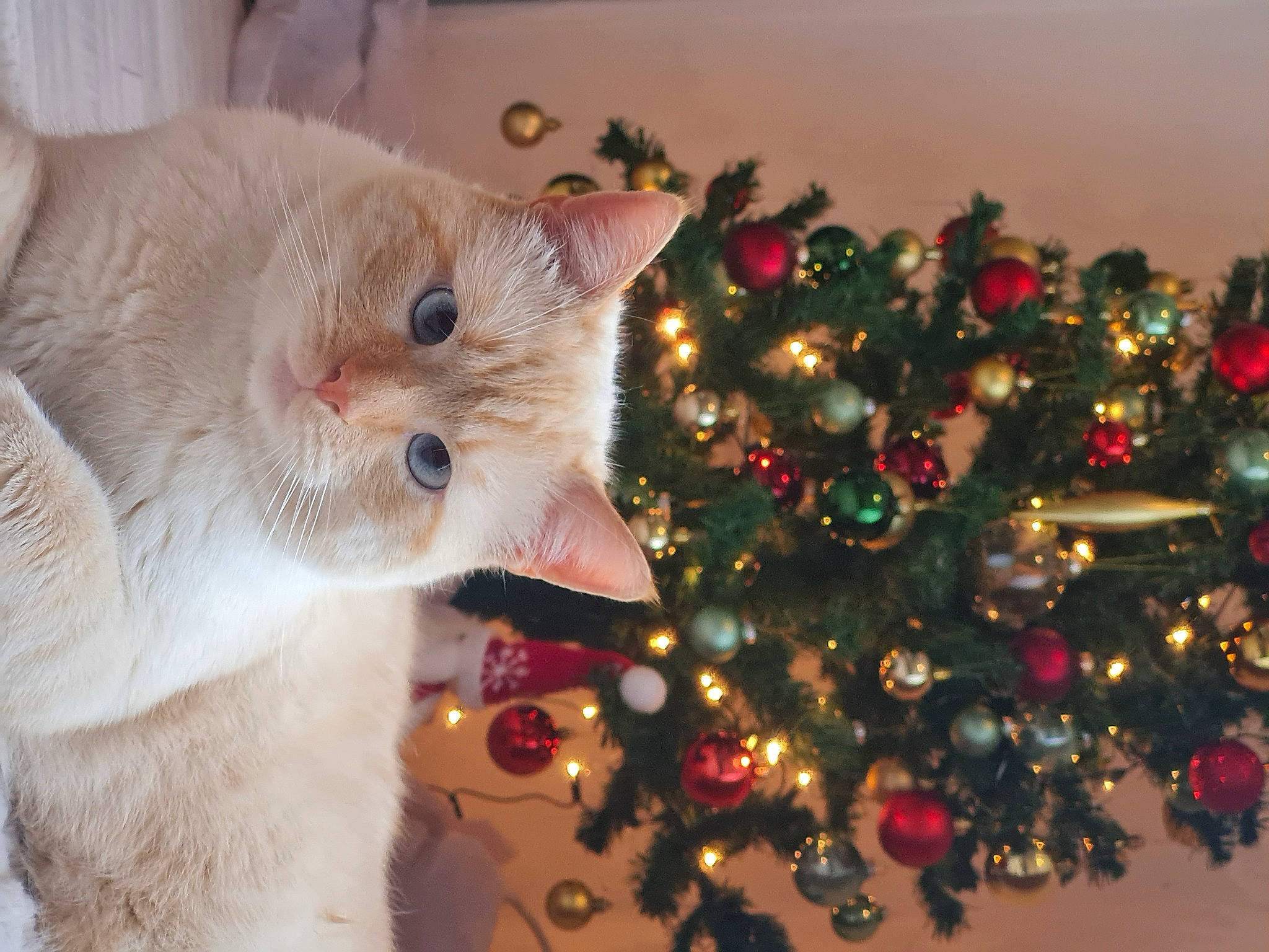 O'Malley a rejoint le concours — aidez-le/la à gagner de superbes lots ! carnivore, cat, christmas, christmas_decoration, christmas_ornament, christmas_tree, conifer, domestic_short_haired_cat, event, evergreen, fawn, felidae, fur, holiday, holiday_ornament, ornament, small_to_medium_sized_cats, tail, tree, whiskers