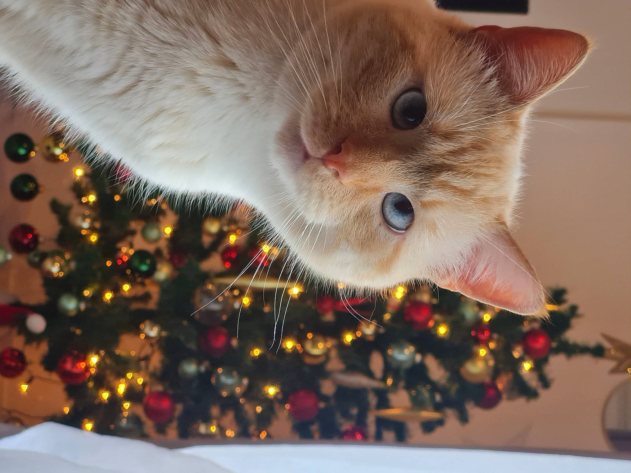 O'Malley participe au concours pour gagner de l'argent avec cette photo : carnivore, cat, christmas, christmas_decoration, christmas_eve, christmas_ornament, christmas_tree, conifer, domestic_short_haired_cat, event, fawn, felidae, fur, holiday, holiday_ornament, ornament, small_to_medium_sized_cats, snout, tree, whiskers