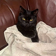 Gojira is registered to the contest to win money with this photo: black_cat, cat, pet, animal, blanket, leather_couch, cozy, indoor, fur, whiskers, yellow_eyes, relaxed, resting, home, feline, cute, comfort, soft_texture, wrapped, lounging