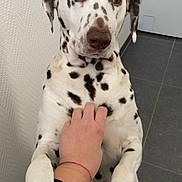 Laïka a rejoint le concours — aidez-le/la à gagner de superbes lots ! dog, dalmatian, spotted_coat, pet, animal, portrait, sitting, upright, front_view, brown_eyes, floppy_ears, paws, human_hand, petting, indoor, bathroom, tile_floor, wall, closeup, funny_expression