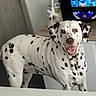 Laïka participe au concours pour gagner de l'argent avec cette photo : dog, dalmatian, spotted_coat, standing, open_mouth, smiling, pet, indoors, living_room, television, shelving, furniture, home, cables, floor, wall, tail, collar, portrait, black_bars