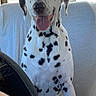 Laïka participe au concours pour gagner de l'argent avec cette photo : dog, dalmatian, spotted_coat, pet, canine, tongue_out, happy, smiling, sitting, car, back_seat, road_trip, vehicle, car_interior, outdoor, sunny, road, portrait, animal, travel