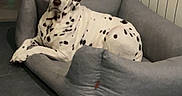 Laïka participe au concours pour gagner de l'argent avec cette photo : dog, dalmatian, dalmatian_dogs, pet, animals, spotted_coat, black_and_white, dog_bed, lounging, lying_down, sitting, indoor, home, living_room, gray_bed, tile_floor, radiator, hallway, portrait, relaxed