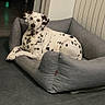 dog, dalmatian, dalmatian_dogs, pet, animals, spotted_coat, black_and_white, dog_bed, lounging, lying_down, sitting, indoor, home, living_room, gray_bed, tile_floor, radiator, hallway, portrait, relaxed