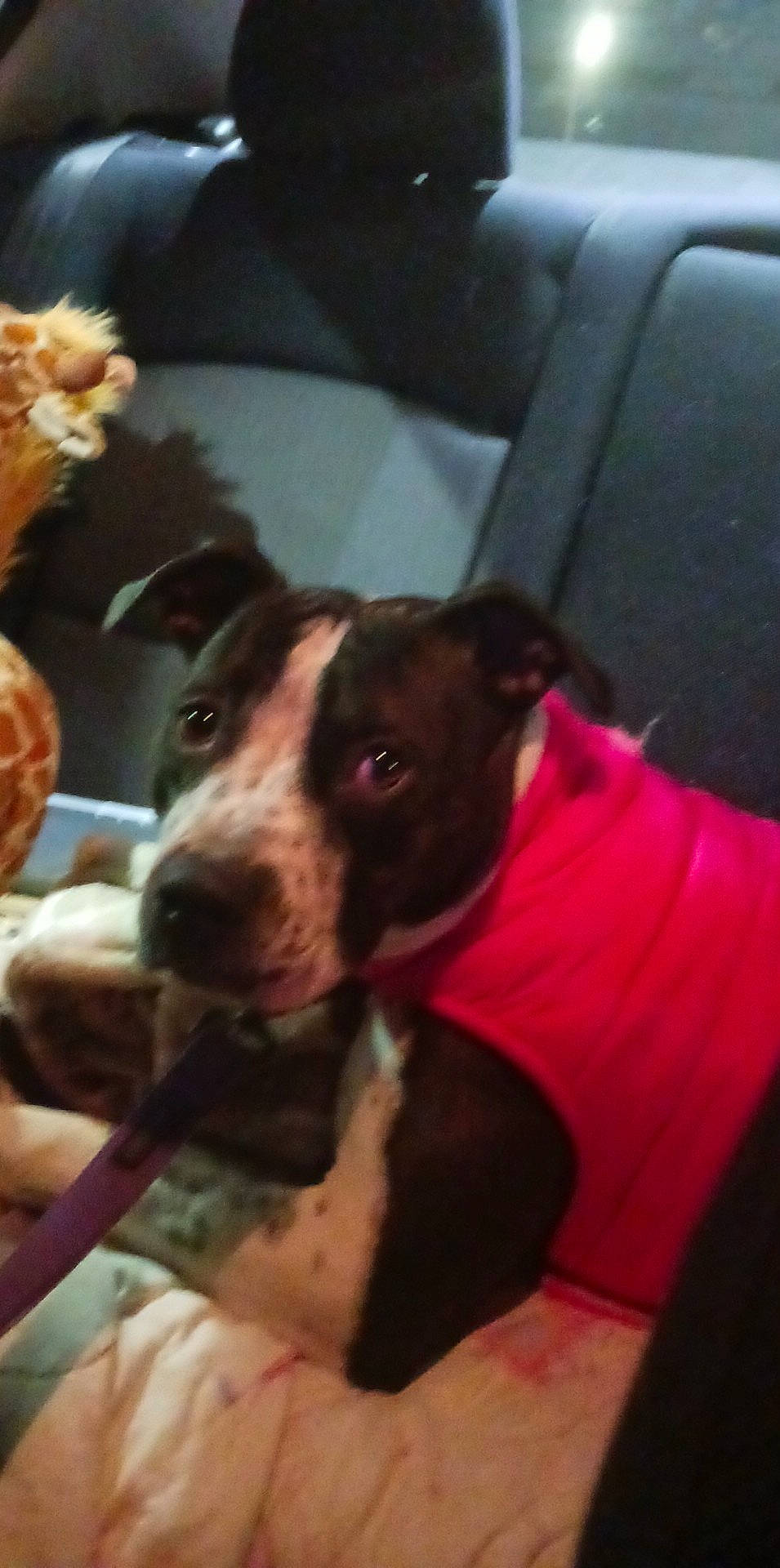 Melificent joined the competition — help win amazing prizes! canidae, carnivore, companion_dog, dog, dog_breed, door, fawn, flesh, fur, non_sporting_group, snout, sporting_group, vehicle_door, whiskers, working_animal, working_dog