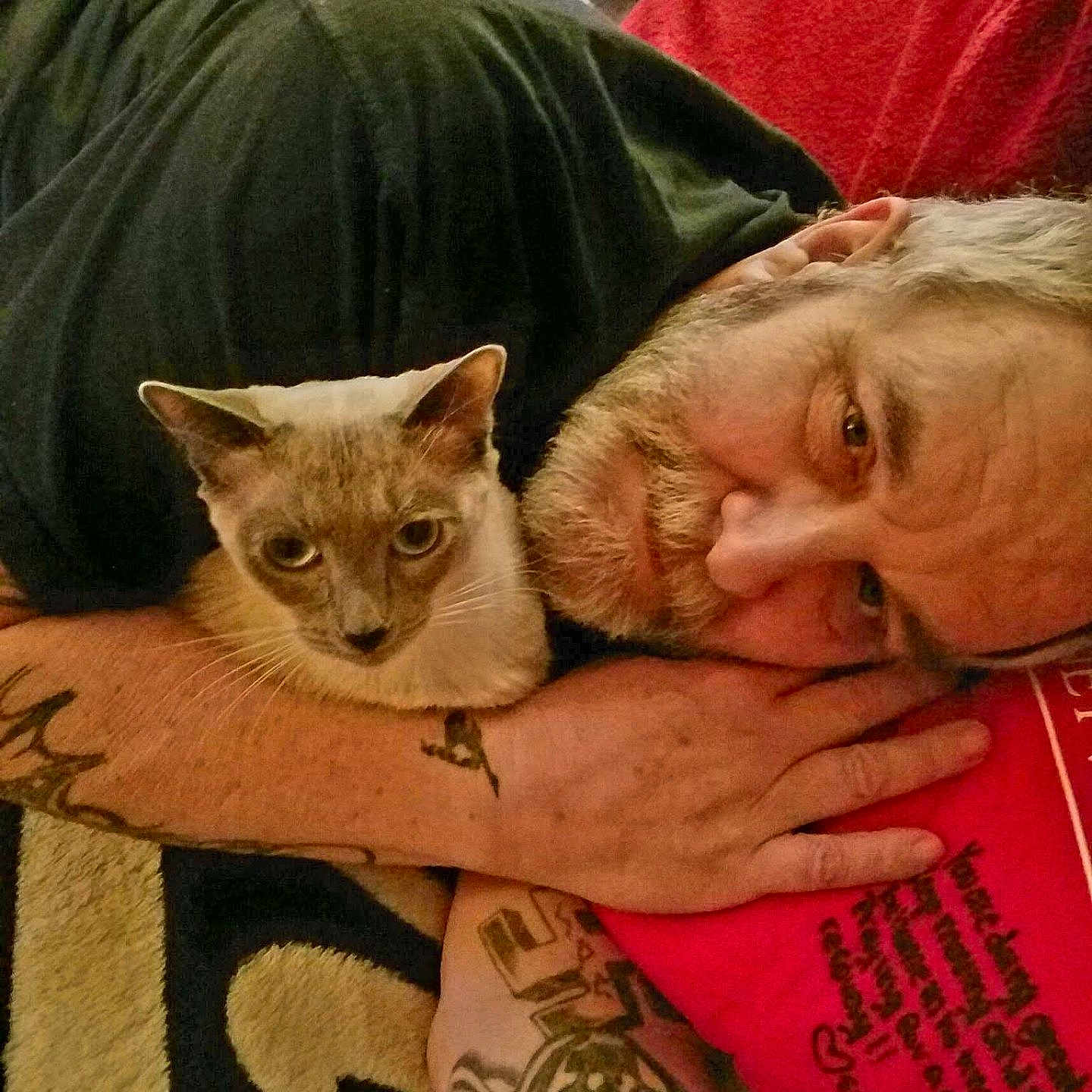 Bellevue joined the competition — help win amazing prizes! animal, arm, beard, black_shirt, blanket, cat, close_up, companion, face, fur, human, indoor, lying_down, man, pet, pillow, red, relaxed, resting, tattoo