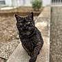 Lune a rejoint le concours — aidez-le/la à gagner de superbes lots ! animal, background_blur, black_cat, cat, closeup, curious, daylight, focused, fur, ledge, mammal, nature, outdoor, pet, portrait, single_animal, stone, walking, whiskers, yellow_eyes