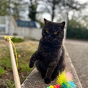 Lune a rejoint le concours — aidez-le/la à gagner de superbes lots ! animal, black_cat, blurred_background, cat, closeup, colorful, concrete, curious, daylight, feathers, feline, grass, nature, outdoor, pet, playful, raised_paw, sidewalk, toy, yellow_eyes