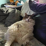 Budda is registered to the contest to win money with this photo: animal, black, blanket, brown, cat, couch, cozy, fluffy_cat, fur, home, indoor, lamp, living_room, pet, pillow, relaxed, resting, soft, white, window