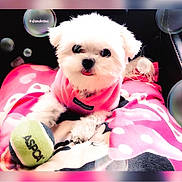 Gigi is registered to the contest to win money with this photo: bichon, carnivoran, companion_dog, dog, dog_breed, dog_breed_group, dog_like_mammal, maltese, mammal, non_sporting_group, puppy, puppy_love, shih_tzu, snout, stuffed_toy, toy_dog, vertebrate