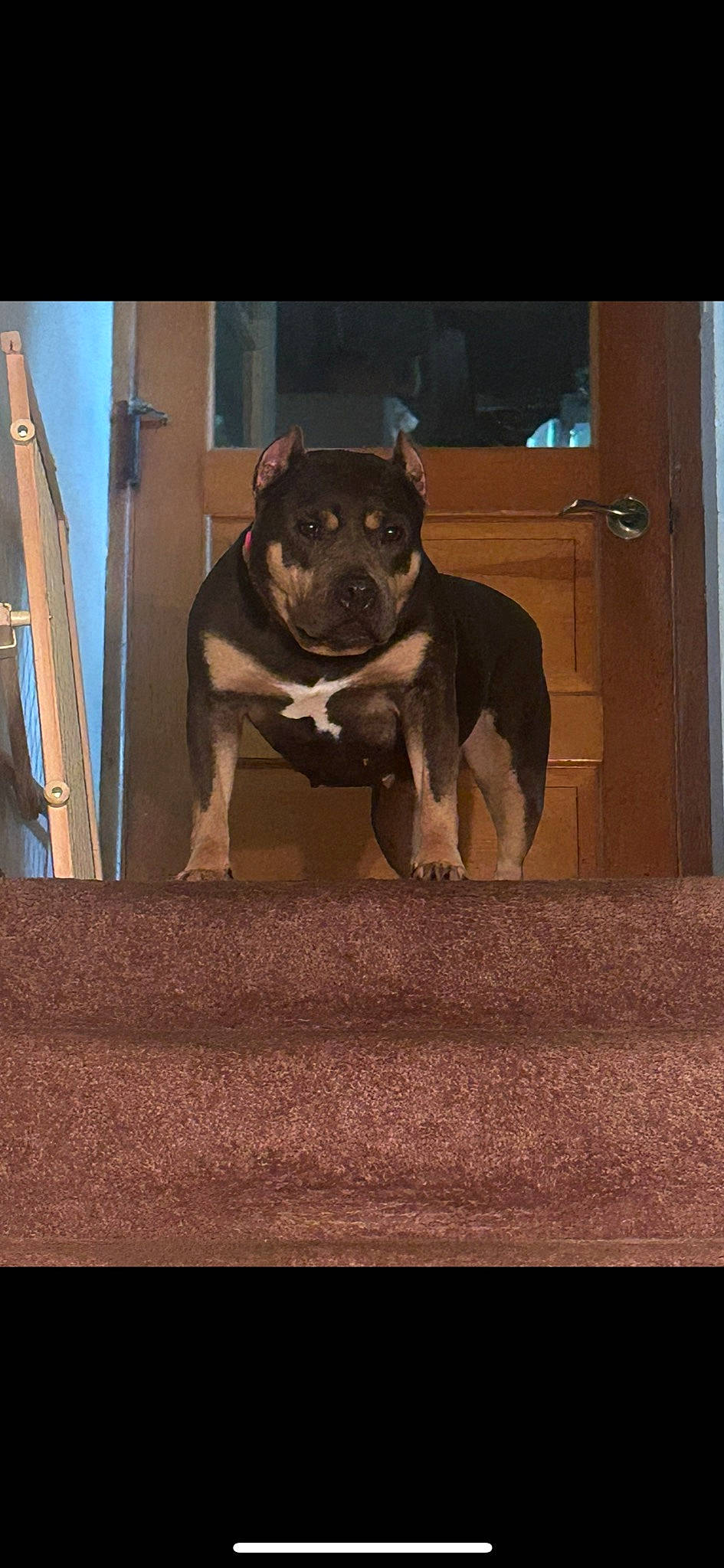 Trixie joined the competition — help win amazing prizes! canidae, carnivore, companion_dog, dog, dog_breed, dog_collar, door, fawn, flooring, hardwood, pet_supply, snout, sporting_group, tail, tints_and_shades, toy_dog, whiskers, window, wood, working_animal