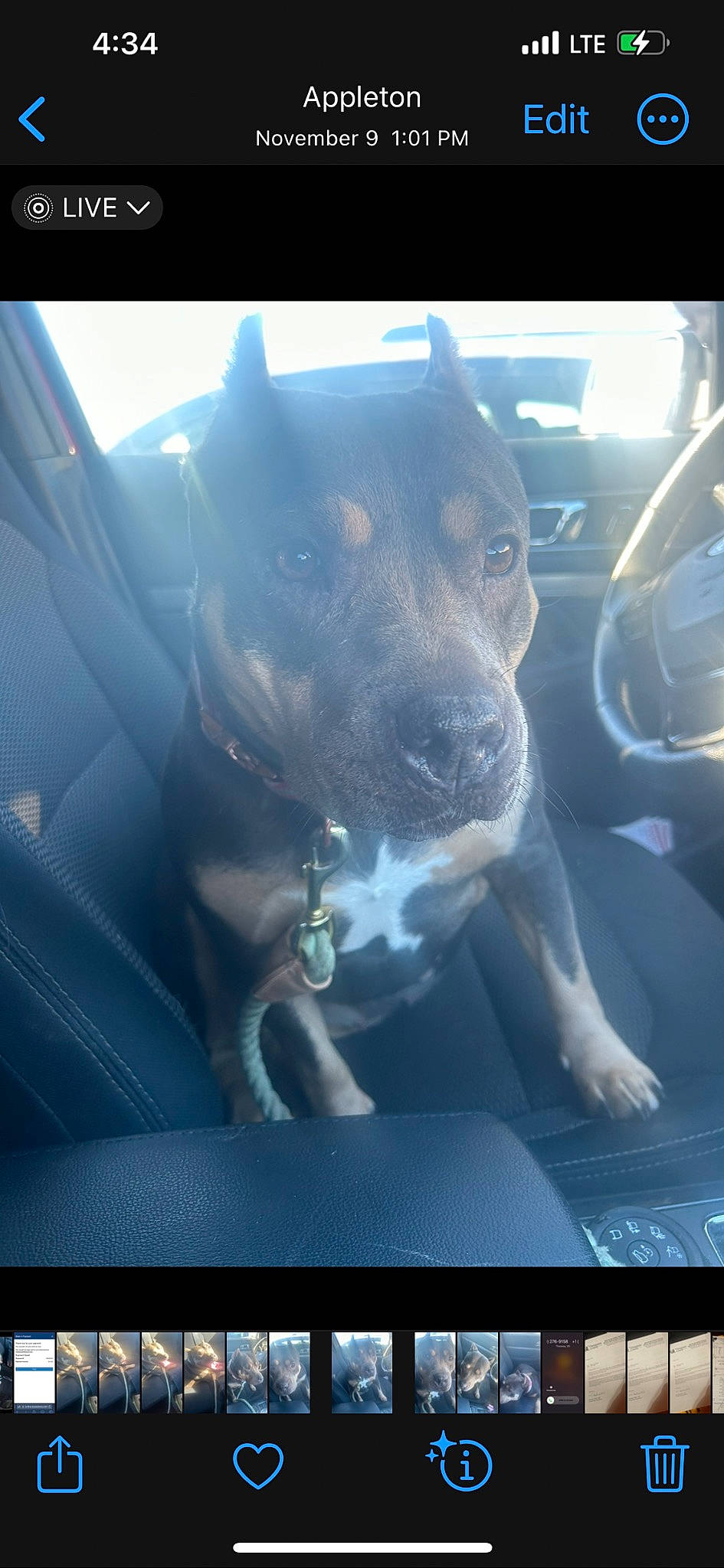 Trixie joined the competition — help win amazing prizes! auto_part, automotive_exterior, car, carnivore, companion_dog, dog, dog_breed, glass, hood, mammal, motor_vehicle, personal_luxury_car, sky, snout, steering_wheel, tints_and_shades, vehicle, vehicle_door, vertebrate, window