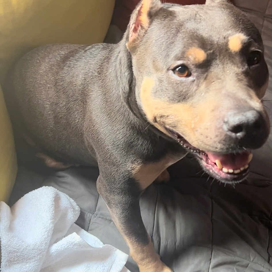Trixie joined the competition — help win amazing prizes! canidae, carnivore, collar, comfort, companion_dog, dog, dog_breed, dog_collar, eye, fawn, fur, guard_dog, jaw, non_sporting_group, snout, sporting_group, terrestrial_animal, whiskers, working_animal, working_dog