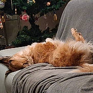 Eros participe au concours pour gagner de l'argent avec cette photo : dog, couch, blanket, indoor, relaxing, christmas_tree, ornaments, furniture, pet, fluffy, sleeping, cozy, home, decor, holiday, animal, resting, fur, canine, comfort