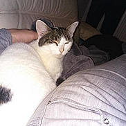 Doushka participe au concours pour gagner de l'argent avec cette photo :