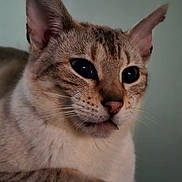 Silver joined the competition — help win amazing prizes! animal, calm, cat, close_up, curious, cute, domestic_cat, ears, face, feline, fur, indoor, mammal, paw, pet, portrait, relaxed, resting, soft_lighting, whiskers