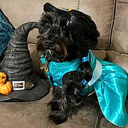 Pebbles is registered to the contest to win money with this photo: dog, costume, turquoise, princess, black_fur, couch, witch_hat, pumpkins, halloween, pet, indoor, decor, small_dog, dress, leash, collar, plush, seated, cute, holiday
