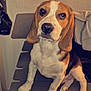 Dougy a rejoint le concours — aidez-le/la à gagner de superbes lots ! dog, beagle, puppy, pet, animal, indoor, bench, gray, cute, ears, face, looking_up, sitting, floor, paw, fur, white, brown, black, wall